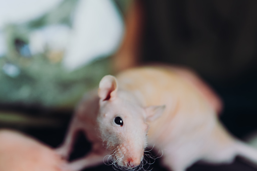 Beautiful rat on the sofa during Christmas time