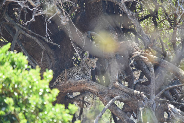istock Leopard in a tree, but awake and fully alert (Kruger National Park) 1440757445