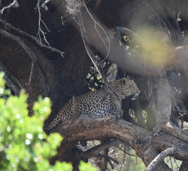 istock Leopard in a tree, but awake and fully alert (Kruger National Park) 1440757448
