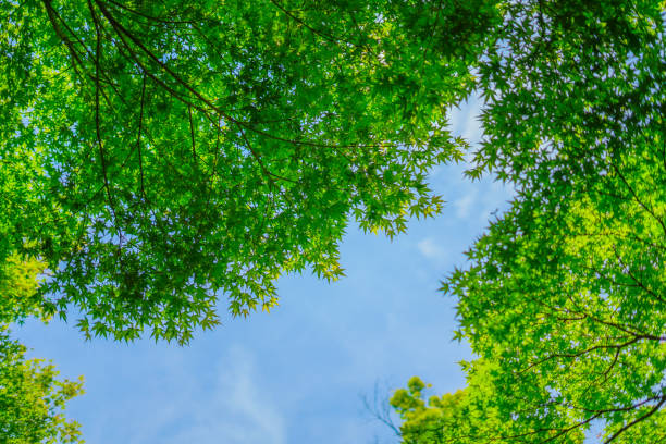 istock Green Miji and blue sky 1440757657
