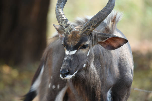 istock The Nyala bull carries slightly spiralled horns with pale tips 1440758219