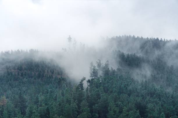 istock Dense fog over the mountainous forest 1440758935