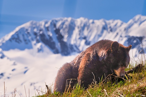 A Black Bear (Ursus americanus) eating grass as it comes out of hibernation in South Central Alaska