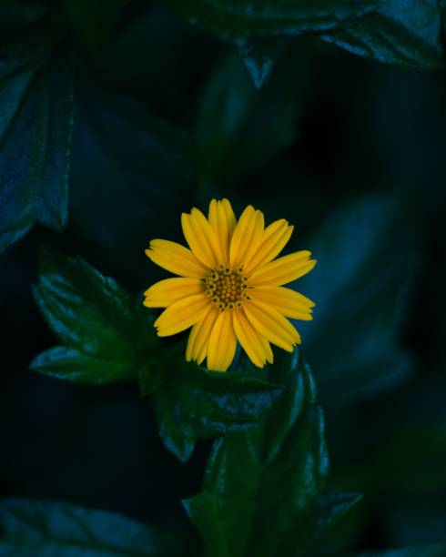 Vertical shot of a yellow Sphagneticola trilobata flower A vertical shot of a yellow Sphagneticola trilobata flower sphagneticola trilobata stock pictures, royalty-free photos & images
