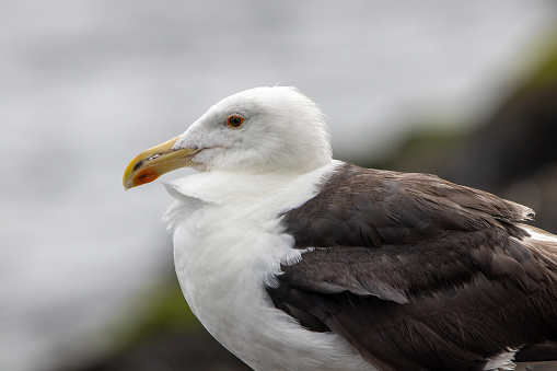 A portrait of a Great Black-Backed Seagull by the ocean
