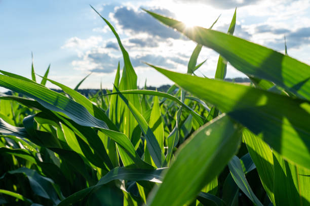 istock Selective focus shot of corn leaves under the sunlight 1440759479