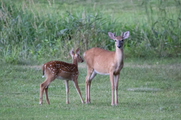 istock Selective focus shot of deer feeding in a meadow 1440759510