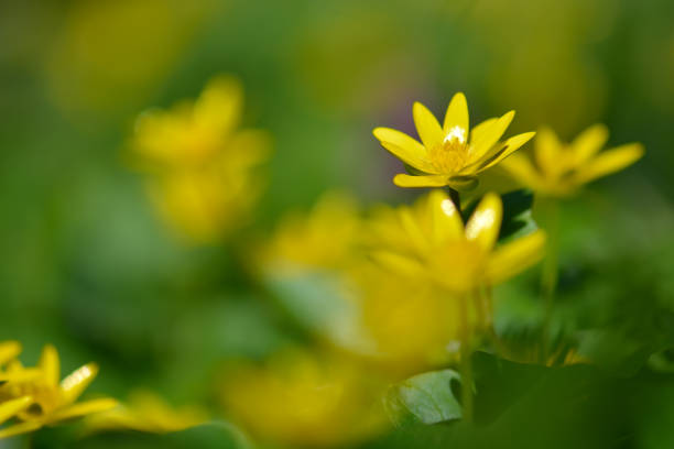 Bright yellow flowers of lesser celandine (Ficaria verna), blooms against a background of green leaves in early spring. Beauty of nature. Spring, youth, growth concept Bright yellow flowers of lesser celandine (Ficaria verna), blooms against a background of green leaves in early spring. Beauty of nature. Spring, youth, growth concept.. ficaria verna stock pictures, royalty-free photos & images