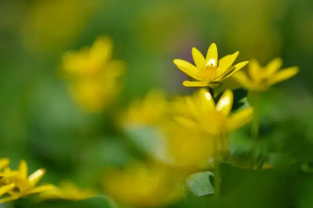 Bright yellow flowers of lesser celandine (Ficaria verna), blooms against a background of green leaves in early spring. Beauty of nature. Spring, youth, growth concept..
