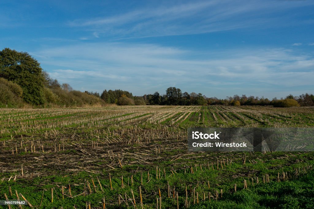 Shot of a harvested field A shot of a harvested field Agricultural Field Stock Photo