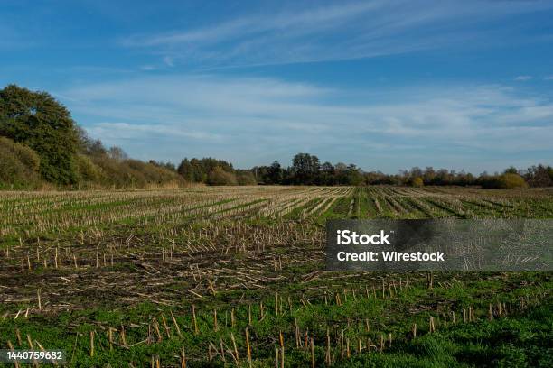 Shot Of A Harvested Field Stock Photo - Download Image Now - Agricultural Field, Agriculture, Autumn