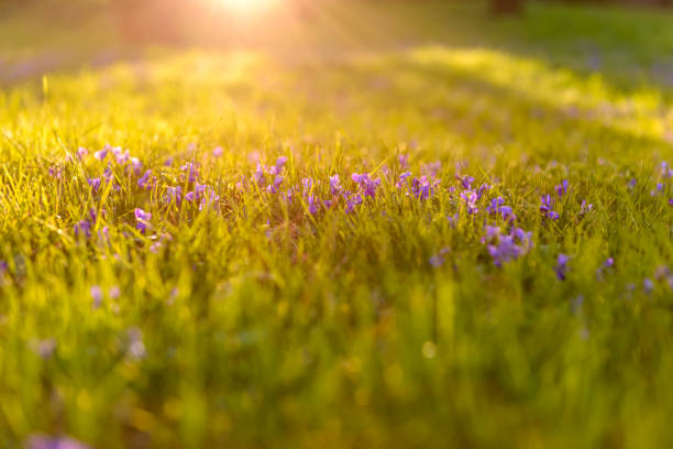 Nature background with Viola odorata (Sweet Violet, English Violet, Common Violet, or Garden Violet) blooming in spring close-up, with blurred grass foreground. Spring concept.