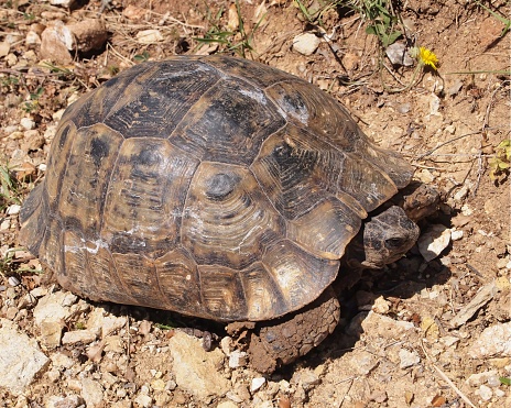 A closeup shot of a Greek tortoise (Testudo graeca) on the ground on a sunny day in Kabak Turkey