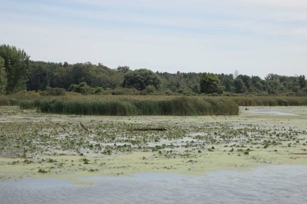 istock View of an algae-covered lake before the green botanical coast 1440760509