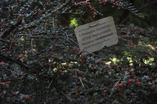 An informative label on a Cotoneaster horizontalis plant