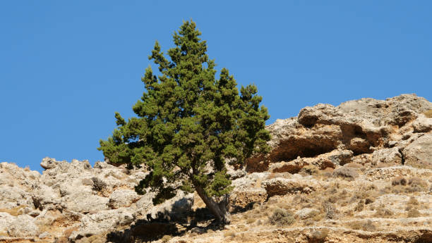 istock Low angle shot of a rocky hillside with a tree 1440760589