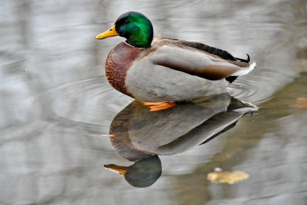 istock Closeup shot of a duck on blurred background 1440760637