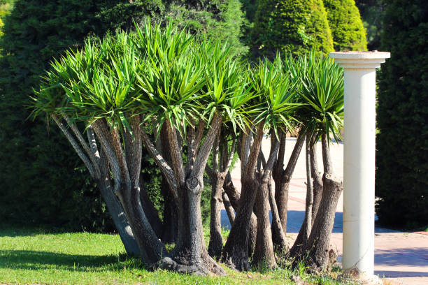 Spineless yucca, or Yucca gigantea, in a public park in Antalya, Turkey