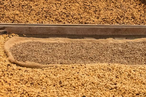 istock Coffee beans aired in a coffee plantation 1440760715