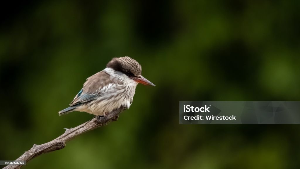 Kingfisher (Halcyon chelicuti) standing on a branch on blurred background of greenery Striped Kingfisher (Halcyon chelicuti) standing on a branch on blurred background of greenery Africa Stock Photo