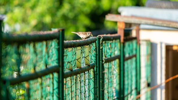 Mesh panel fencing hanging on metal painted posts, outdoor shot