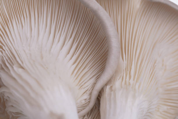 istock Selective focus closeup of oyster mushrooms 1440761359