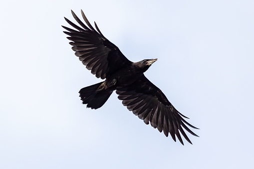A low angle shot of a black northern raven in a clear blue sky