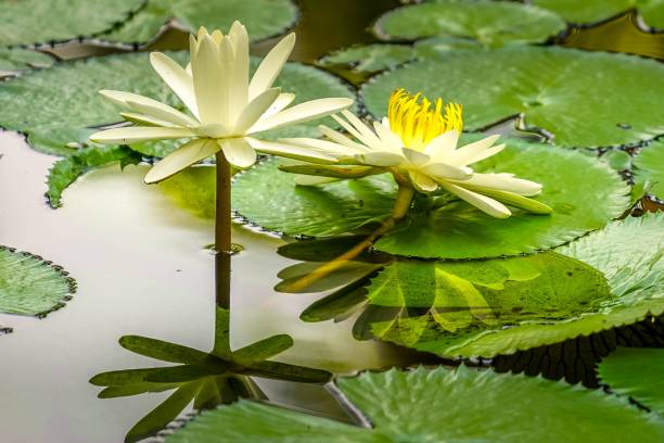 Blooming Water Lily in the Afternoon Sun stock photo