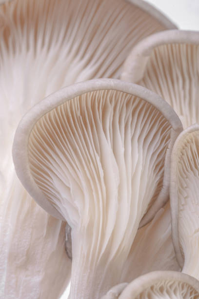 istock Vertical selective focus closeup of oyster mushrooms on a white background 1440761565