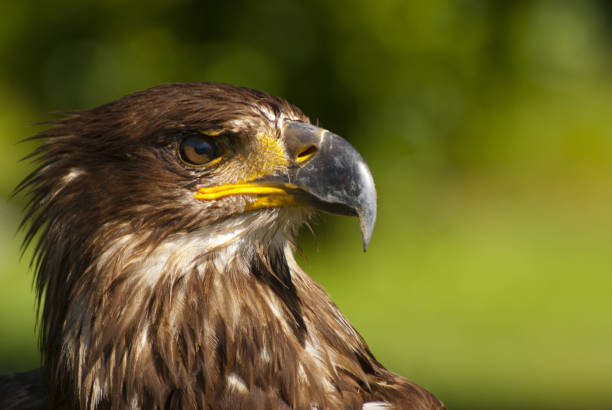 istock Selective focus shot of a golden eagle face 1440761588