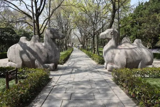 Photo of Statue of camels in the Ming Emperors Tomb, Nanjing, China