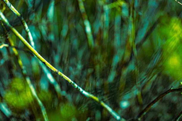 istock Selective focus of bare branches isolated on a blurry green background 1440761670
