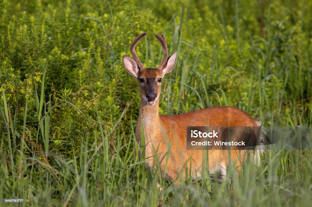 Three-point yearling buck in a grass field A three-point yearling buck in a grass field Animal Stock Photo