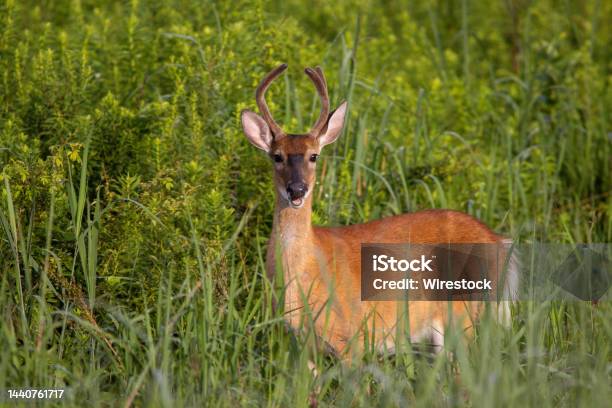 Threepoint Yearling Buck In A Grass Field Stock Photo - Download Image Now - Animal, Animal Body Part, Animal Family