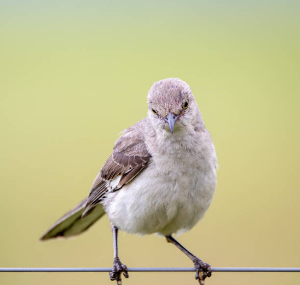 istock Mockingbird sitting on a wire of a fence 1440761758