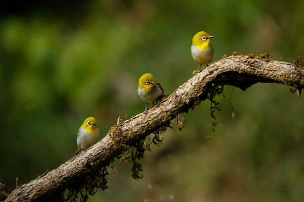 istock Selective focus shot of Warbling white-eye bird perched on a wood 1440762441