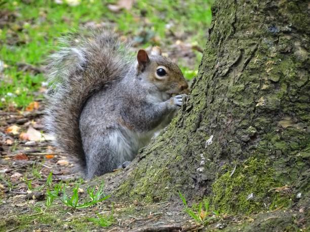 istock Closeup of the eastern gray squirrel near mossy tree (Sciurus carolinensis) 1440762611