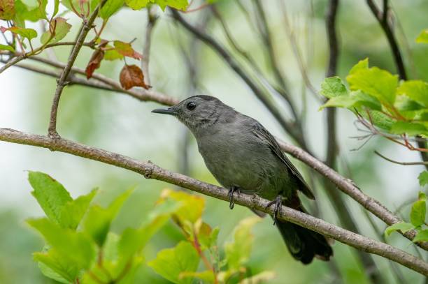 istock Close-up shot of a mockingbird perched on a tree branch looking to the left 1440762649