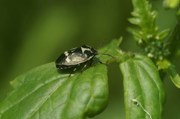 istock Closeup of a shield bug (Eurydema oleracea) on a green leaf 1440762655