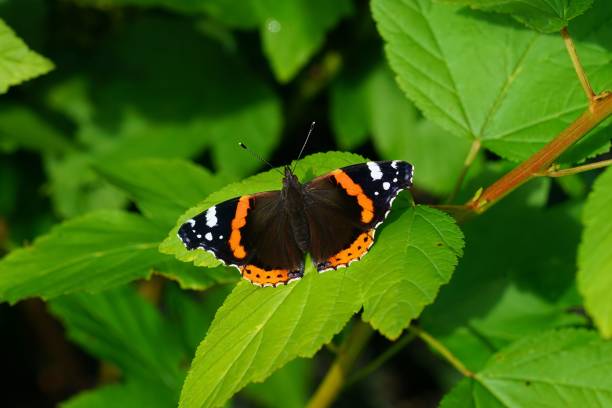 istock Closeup of a red admiral (Vanessa atalanta) on a green leaf 1440762683