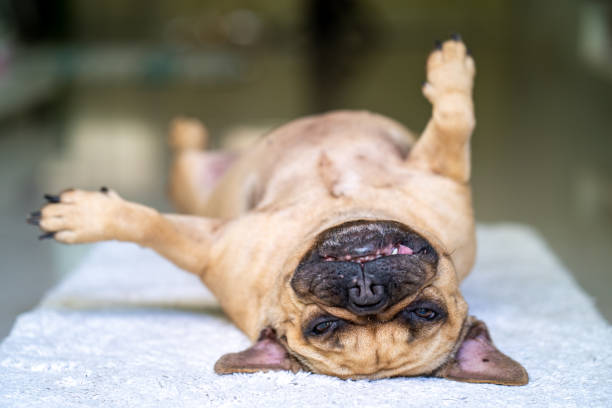 Dog Sleeping On Back With Paws Up 910+ Dog Sleeping On Back Stock Photos, Pictures & Royalty-Free Images