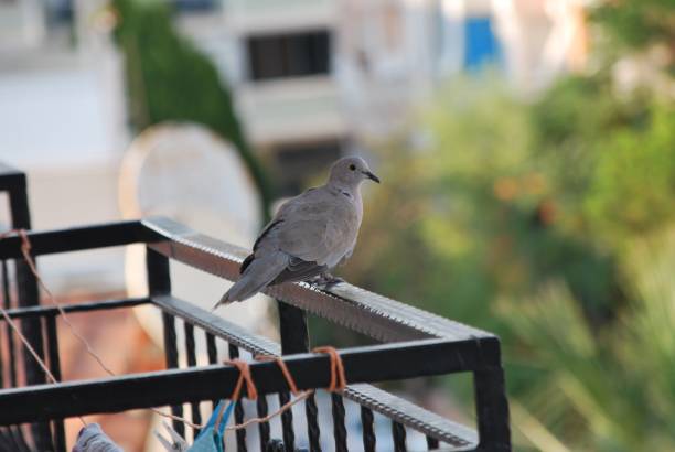 istock Closeup of a Eurasian collared dove (Streptopelia decaocto) perched on a metal railing 1440763159