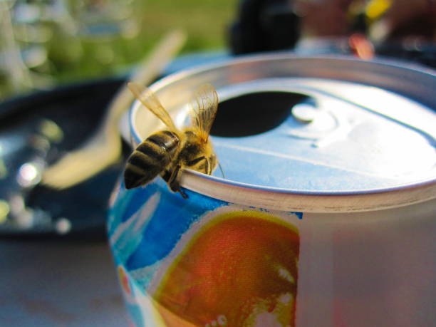 istock Closeup shot of a bee on a soda can 1440763607