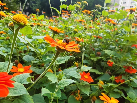 A wild bee in a Mexican sunflower field