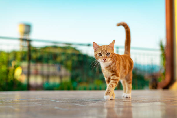 istock Selective closeup of a cute kitten walking in the yard 1440763713