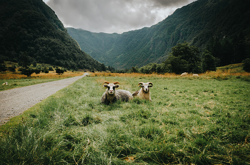 A flock of Norwegian sheep in pasture field below the mountains