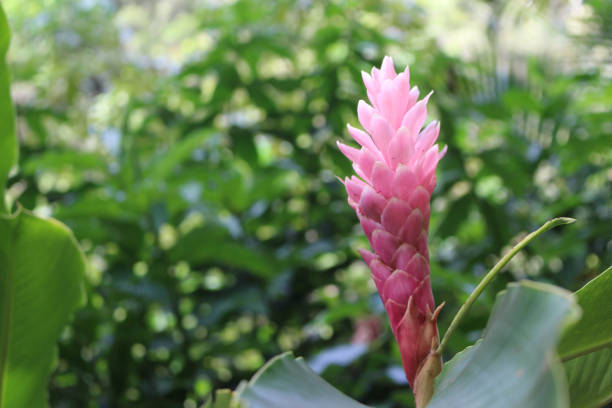 ハワイのピンクの花