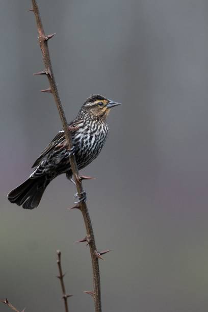 istock vertical closeup of a red-winged blackbird (Agelaius phoeniceus) on a branch 1440764204