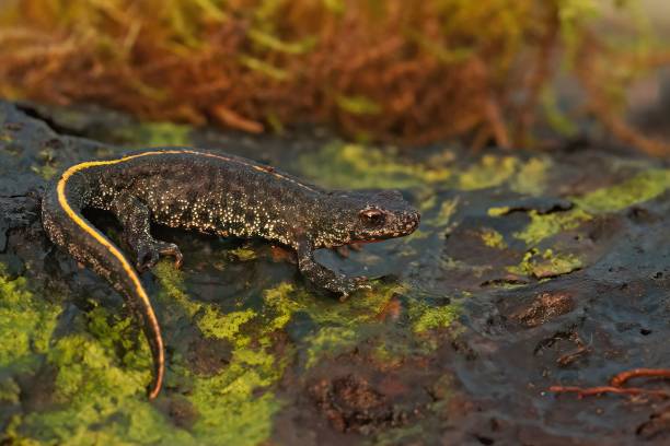 istock Closeup shot of a salamander juvenile on a mossy surface 1440764229