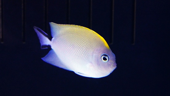 Japanese swallowtail angelfish is found in the Western Pacific Ocean.